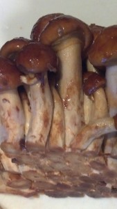 Maitaki Mushrooms
